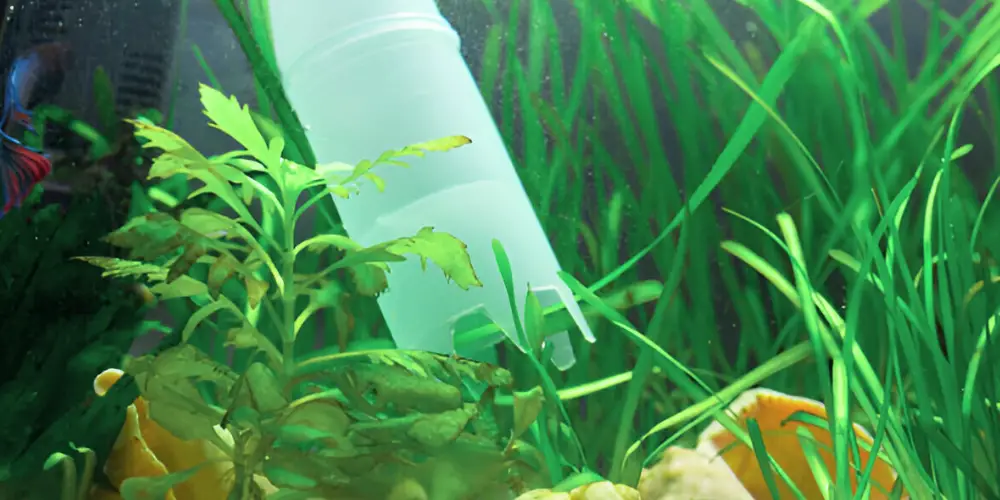 How to Clean a Fish Tank — Siphon cleaning gravel in aquarium filled with fish and plants.