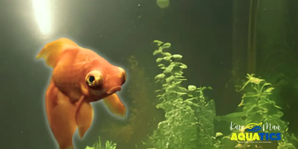 Why Is My Fish Tank Cloudy? — Sad goldfish in a cloudy and green tank via KaveMan Aquatics