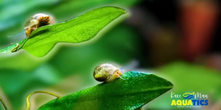 How to Get Rid of Snails in an Aquarium — Two pest aquarium snails on aquarium plants