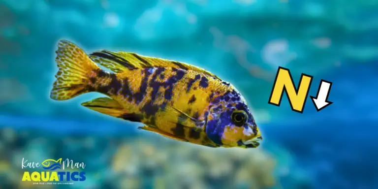 How to Lower Nitrites in a Fish Tank — A yellow and blue sad African cichlid with a Nitrogen “N” and down arrow symbol