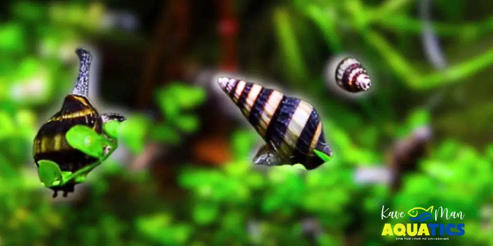 How to Get Rid of Snails in an Aquarium — Assassin snail eating another snail