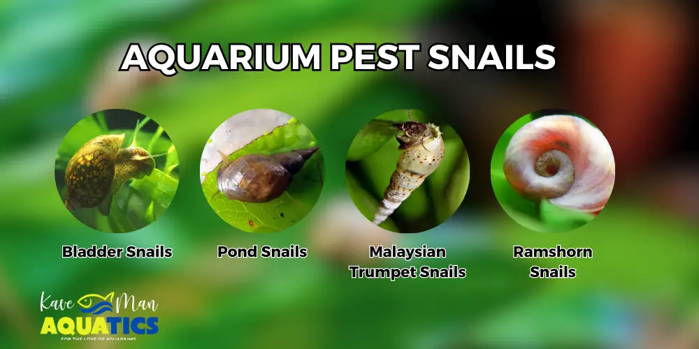 How to Get Rid of Snails in an Aquarium — 4 Common Pest Aquarium Snails