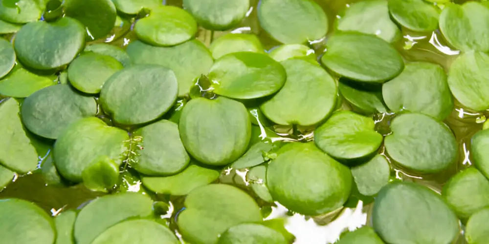 Best Floating Aquarium Plants — Amazon Frogbit