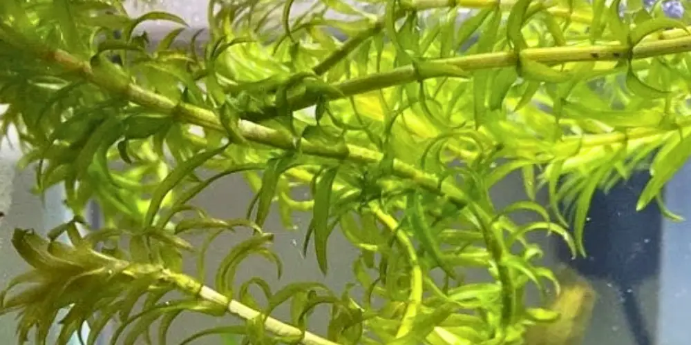 Best Floating Aquarium Plants — Anacharis