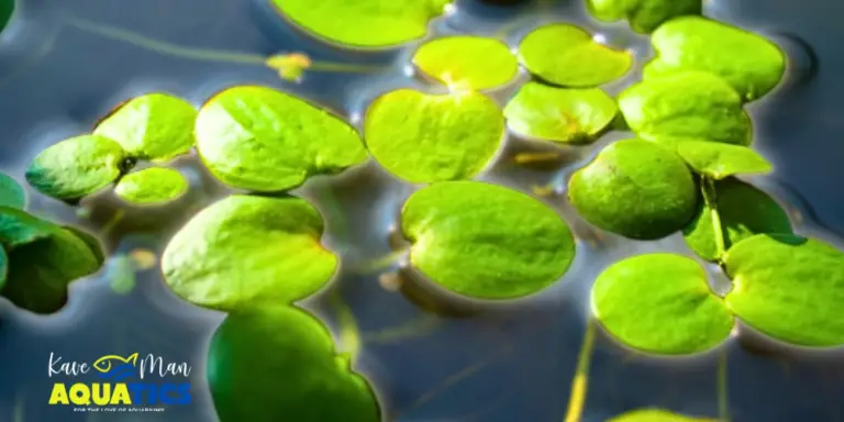 Best Floating Aquarium Plants — Duckweed plant