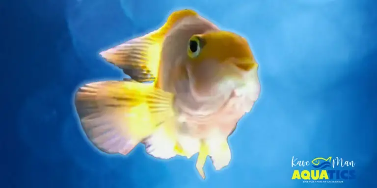 Blood Parrot Cichlid Care — A smiling Blood Parrot Cichlid from Kaveman Aquatics’s tank