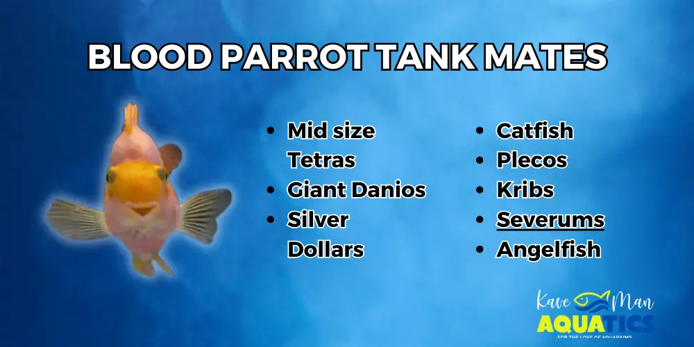 Blood Parrot Cichlid Care — List of Blood Parrot tank mates by KaveMan Aquatics