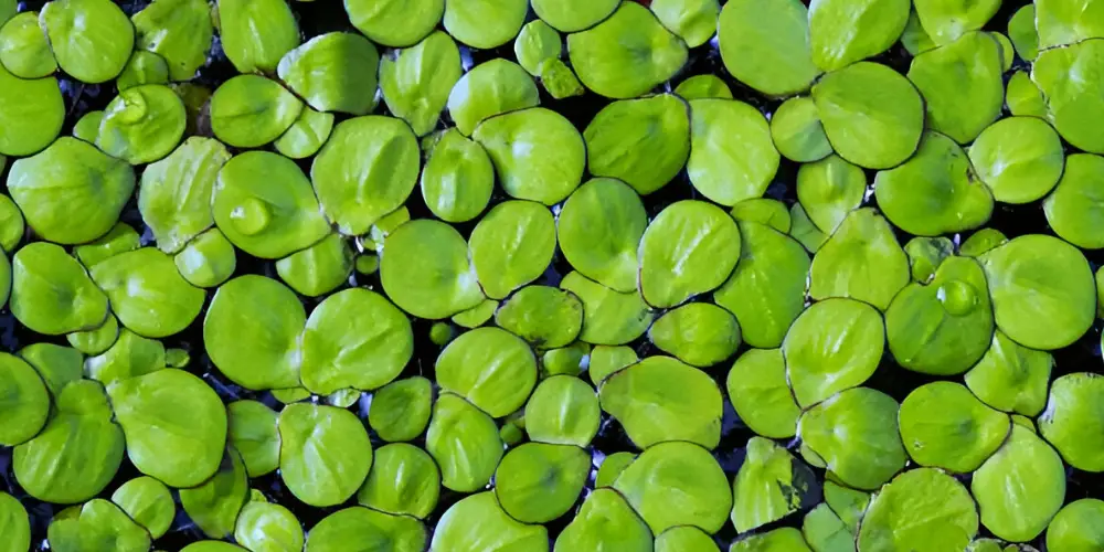 Best Floating Aquarium Plants — Duckweed