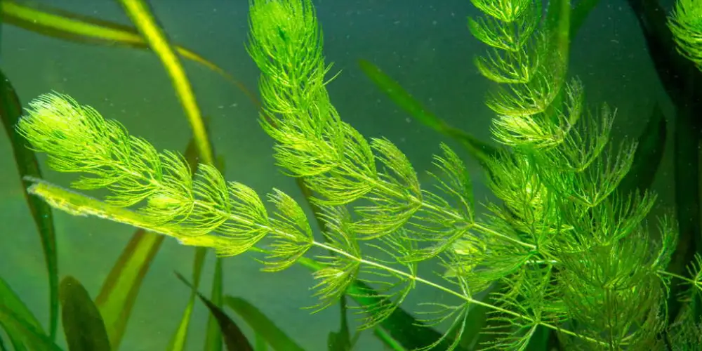 Best Floating Aquarium Plants — Hornwort