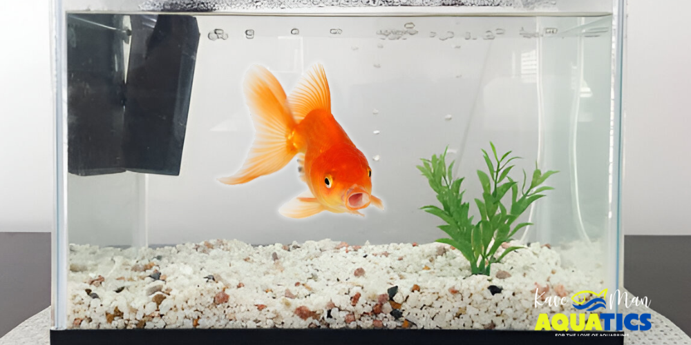 Image showcasing Goldfish Tank Size Myth - Why Your Fish Need More Room Than You Think