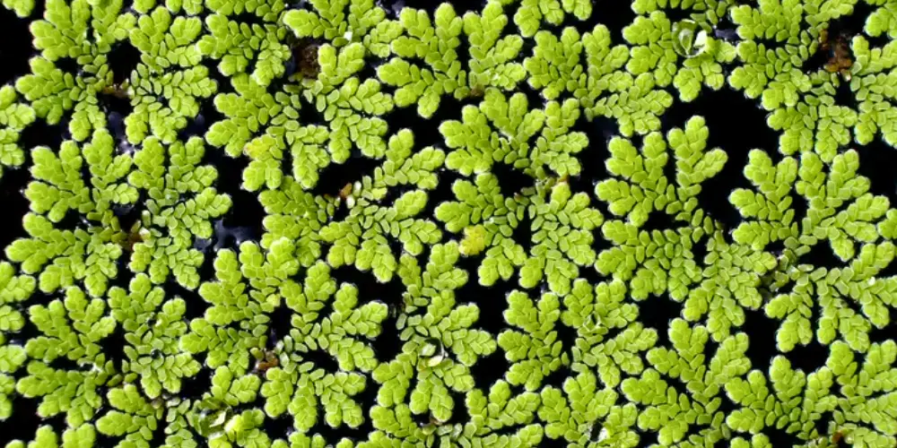 Best Floating Aquarium Plants — Mosquito Fern