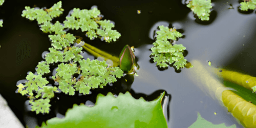 Best Floating Aquarium Plants: Enhancing Your Tankʼs Aesthetic and ...