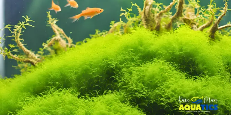 Aquarium Moss: Best Types and How to Care for Them - KaveMan Aquatics