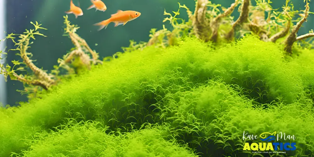 Aquarium Moss — Best Types and How to Care for Them by KaveMan Aquatics (AI-generated)