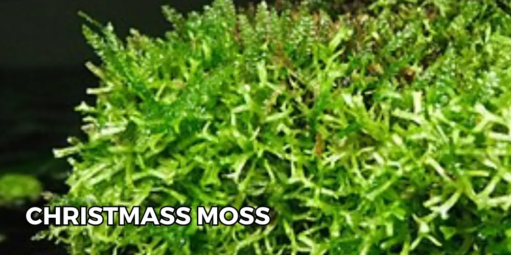 Aquarium Moss — Zoomed-in photo of Christmas Moss