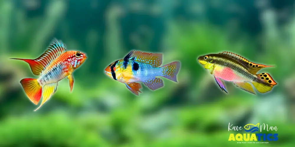 Dwarf Cichlids — 2. Appearance and Colors