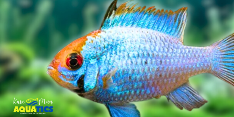 Dwarf Cichlids: Care, Breeding, and Best Tank Mates - KaveMan Aquatics - Hiding Places For Dwarf Cichlid