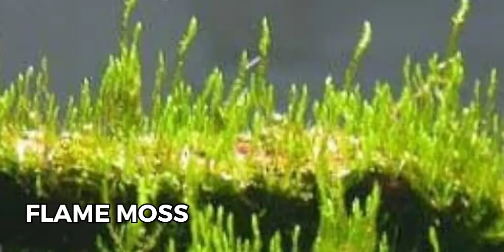 Flame Moss