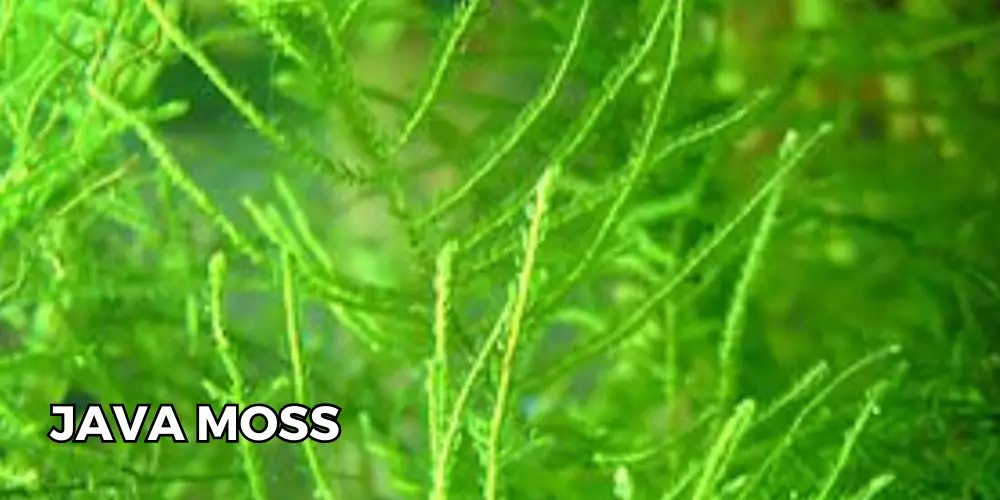 Aquarium Moss — Zoomed-in photo of Java Moss