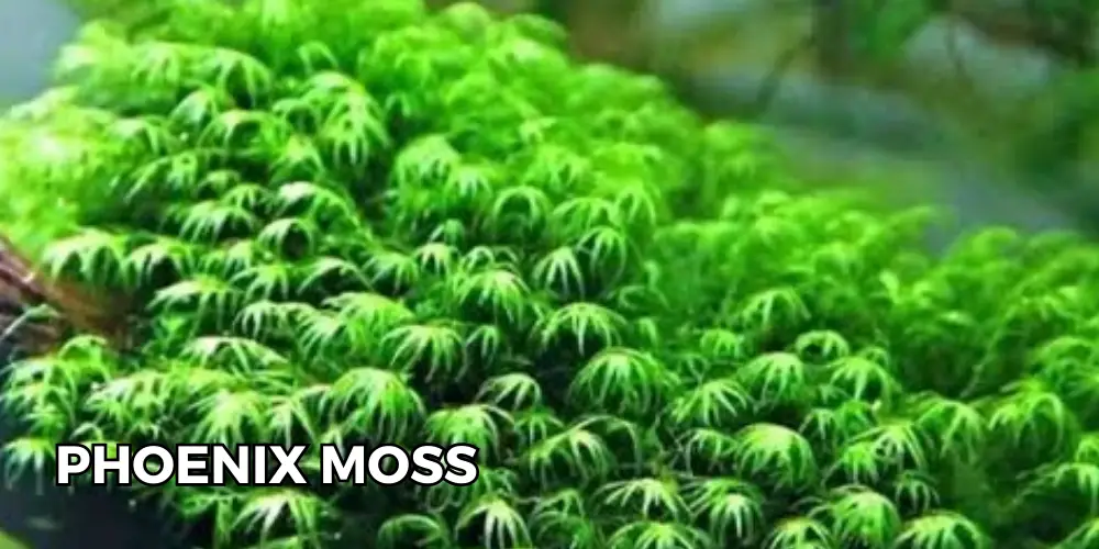 Phoenix Moss