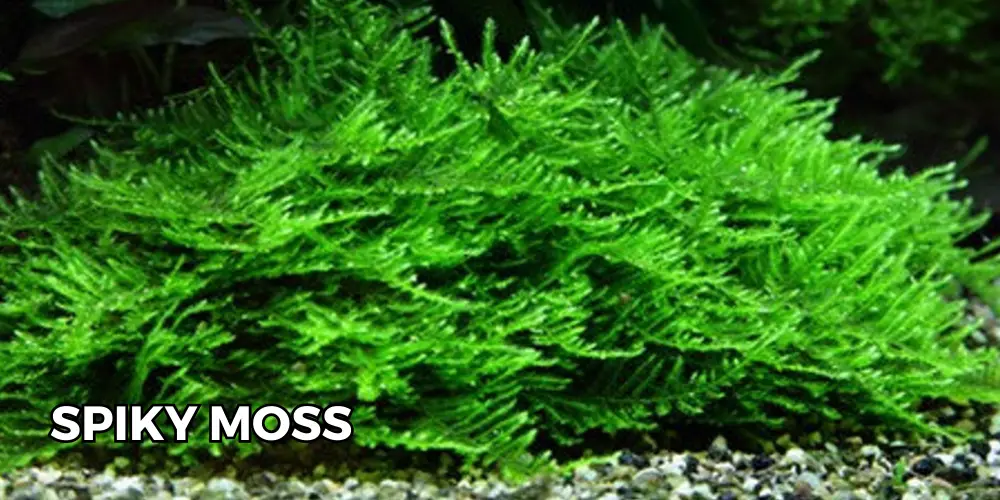 Aquarium Moss — Zoomed-in photo of Spiky Moss