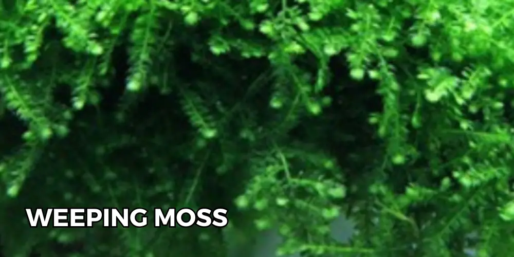 Weeping Moss