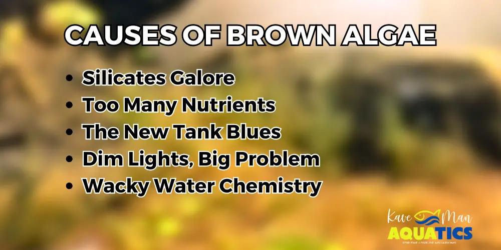 Brown Algae in a Fish Tank — List of cases of brown algae by KaveMan Aquatics