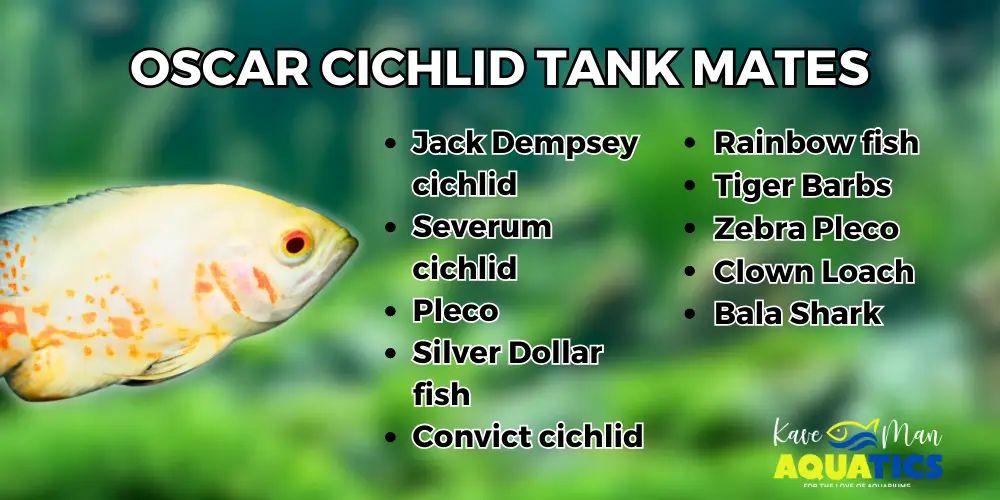 Oscar Cichlid Care — A white Oscar cichlid next to a list of its potential tank mates by KaveMan Aquatics