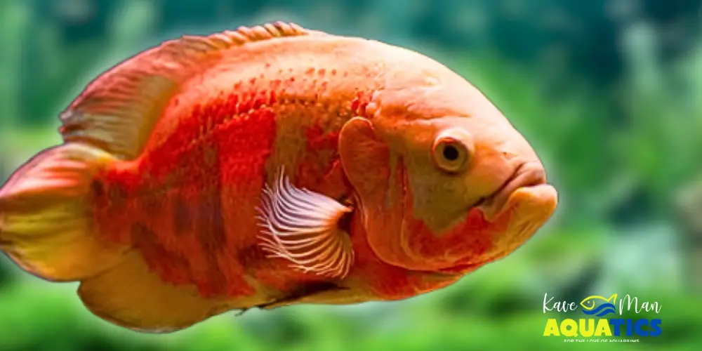 Oscar Cichlid Care — Close-up image of an orange Oscar fish by KaveMan Aquatics