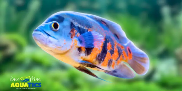 Oscar Cichlid Care — Close-up image of a blue and orange Oscar cichlid by KaveMan Aquatics