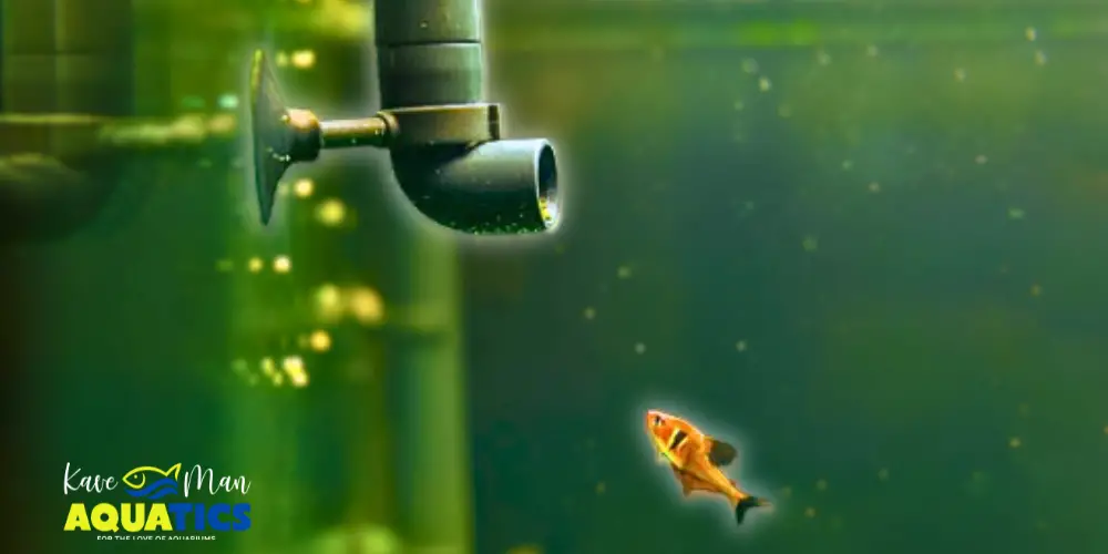 Filter On or Off During a Water Change — A small orange fish looking at a filter hose with a green background by KaveMan Aquatics