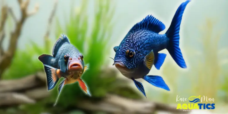 African Cichlid Aggression — A scared and angry fish in a tank