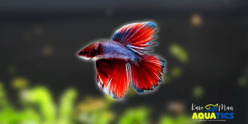 Best Beginner Freshwater Fish (That Aren’t Goldfish!) - KaveMan Aquatics