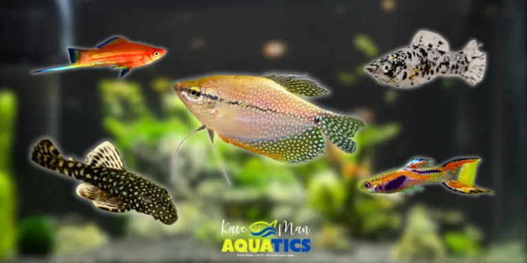 Best Beginner Freshwater Fish — 5 Beginner Fish