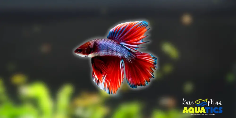 Best Beginner Freshwater Fish — Betta Fish