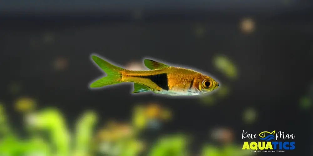 Best Beginner Freshwater Fish — Harlequin Rasbora