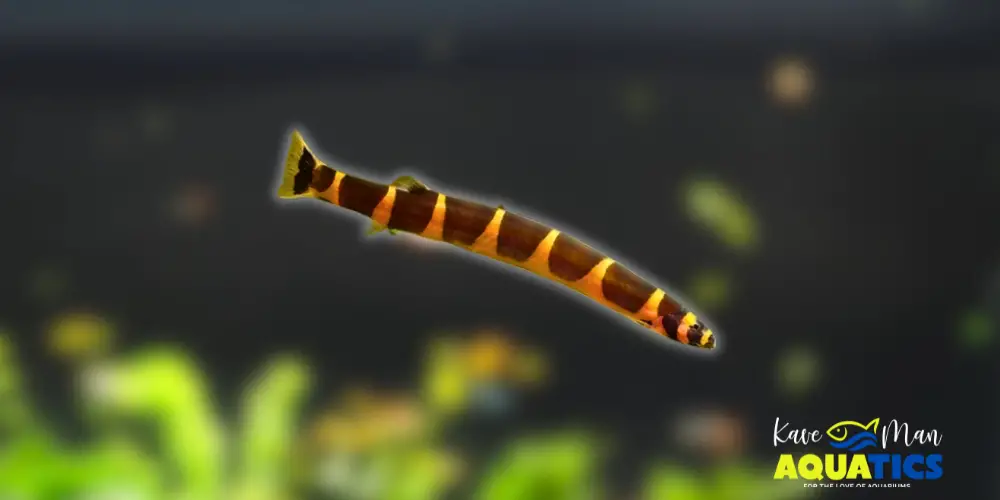 Best Beginner Freshwater Fish — Kuhli Loach