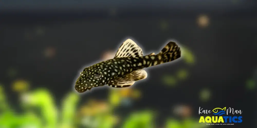 Best Beginner Freshwater Fish — Bristlenose Pleco