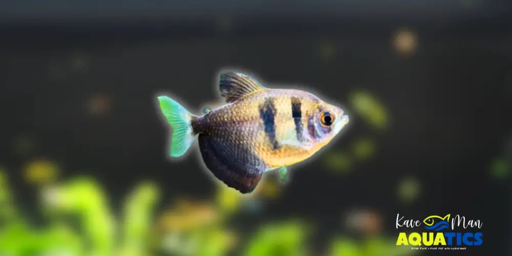 Best Beginner Freshwater Fish — Black Skirt Tetra