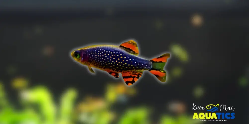 Best Beginner Freshwater Fish — Celestial Pearl Danio