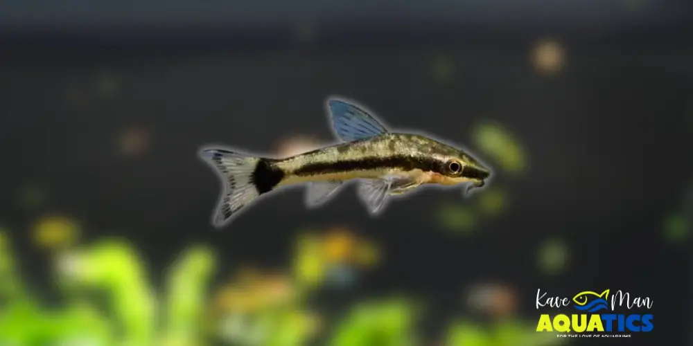 Best Beginner Freshwater Fish — Otocinclus Catfish