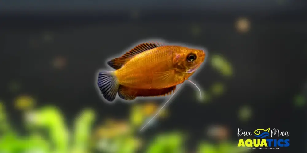 Best Beginner Freshwater Fish — Honey Gourami