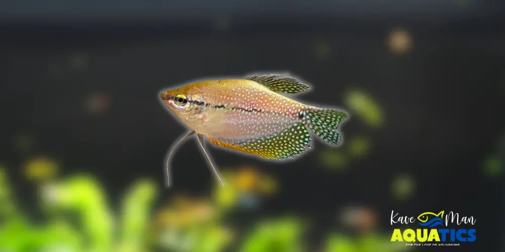 Best Beginner Freshwater Fish — Pearl Gourami