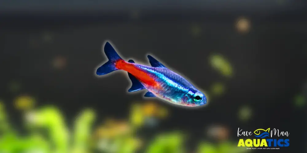 Best Beginner Freshwater Fish — Neon Tetra