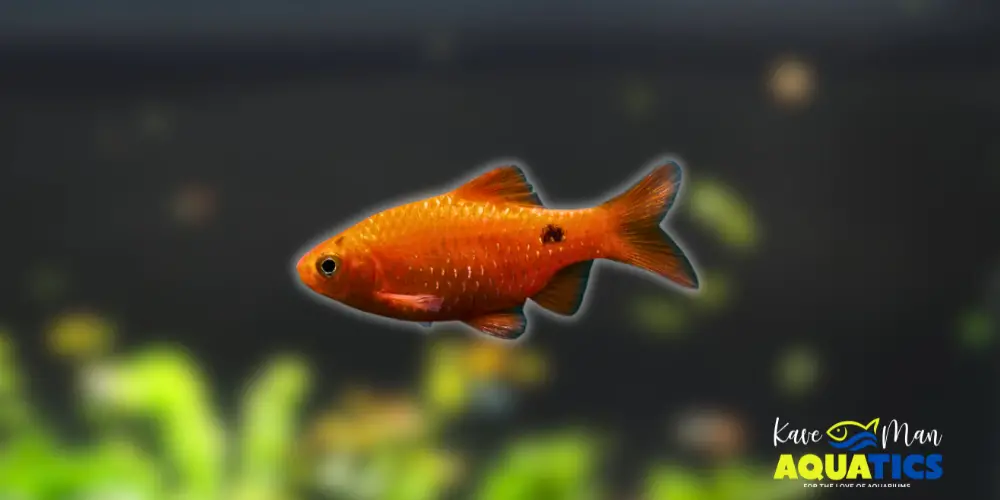 Best Beginner Freshwater Fish — Rosy Barb