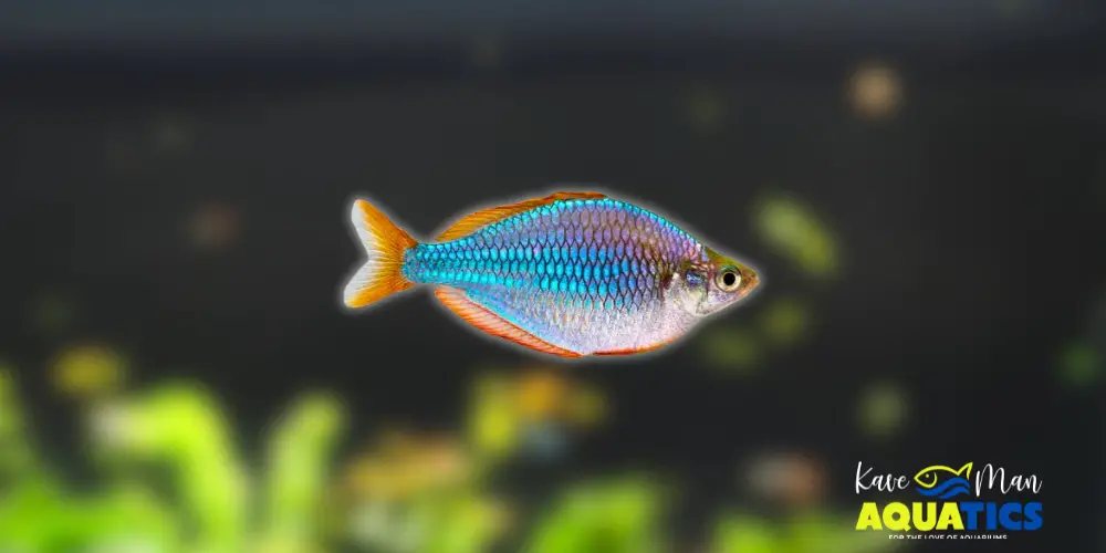 Best Beginner Freshwater Fish — Dwarf Neon Rainbowfish