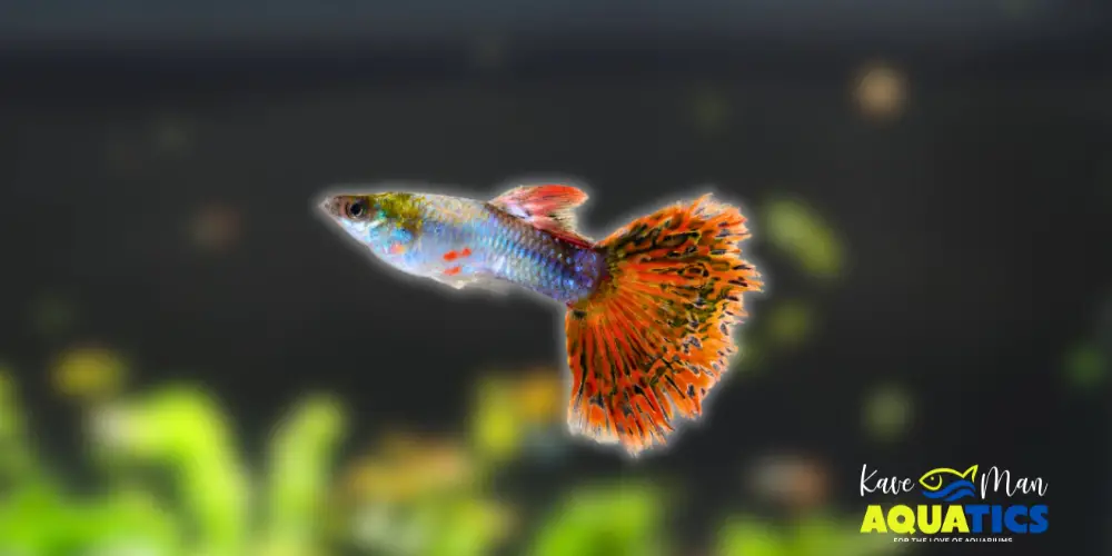 Best Beginner Freshwater Fish — Guppy