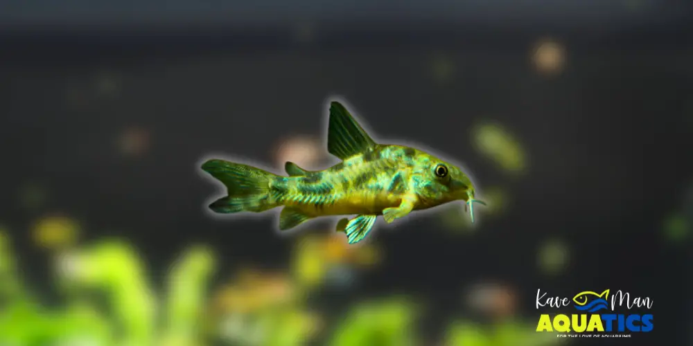 Best Beginner Freshwater Fish — Corydoras Catfish