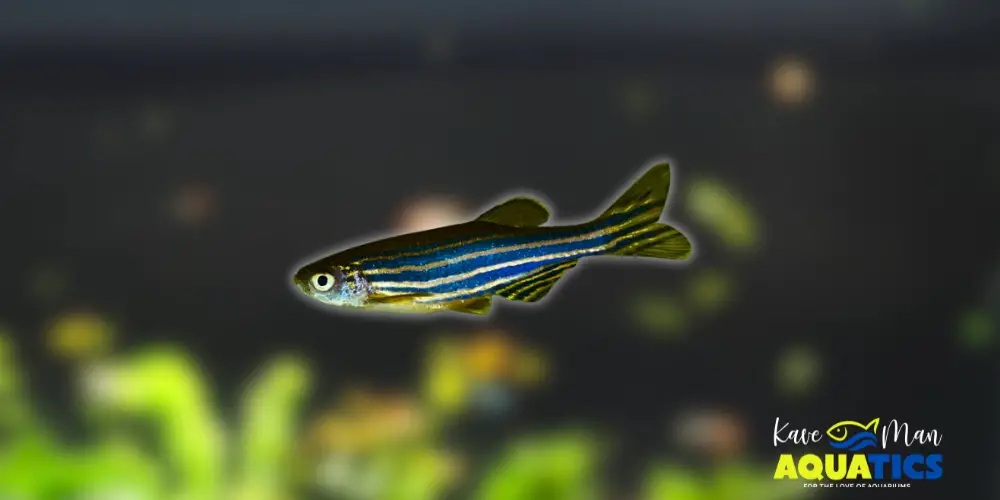 Best Beginner Freshwater Fish — Zebra Danio