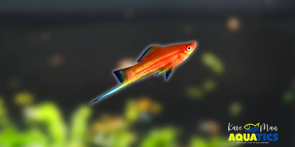 Best Beginner Freshwater Fish — Swordtail